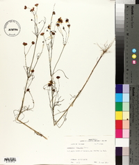 Coreopsis tinctoria image