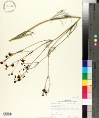 Coreopsis tinctoria image