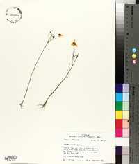 Coreopsis tinctoria image