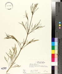 Coreopsis tinctoria image