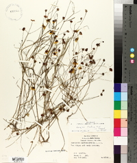 Coreopsis tinctoria image