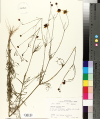 Coreopsis tinctoria image