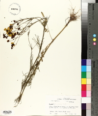 Coreopsis tinctoria image