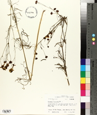 Coreopsis tinctoria image