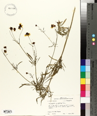 Coreopsis tinctoria image