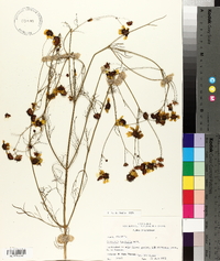 Coreopsis tinctoria image