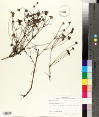 Coreopsis tinctoria image