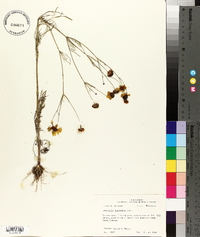 Coreopsis tinctoria image