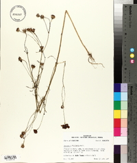 Coreopsis tinctoria image