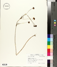 Coreopsis tinctoria image