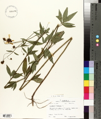 Coreopsis tripteris image