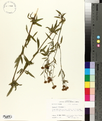 Coreopsis tripteris image