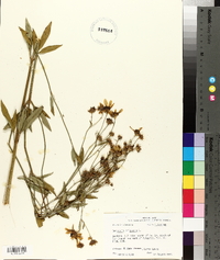 Coreopsis tripteris image