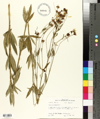 Coreopsis tripteris image