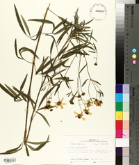 Coreopsis tripteris image