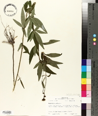 Coreopsis tripteris image