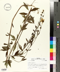 Coreopsis tripteris image