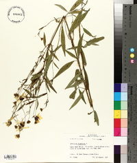 Coreopsis tripteris image