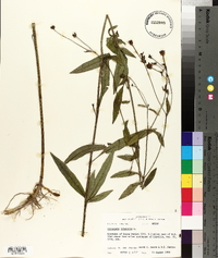 Coreopsis tripteris image