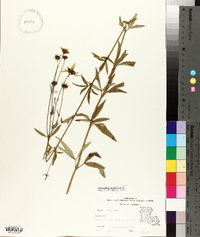 Coreopsis tripteris image