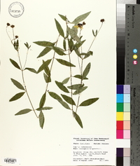 Coreopsis tripteris image