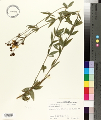 Coreopsis tripteris image