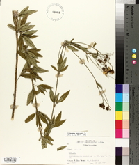 Coreopsis tripteris image