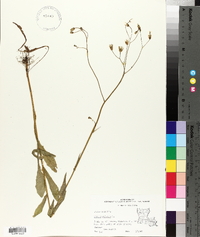 Crepis pulchra image