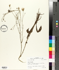 Crepis pulchra image