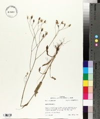 Crepis pulchra image