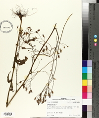 Crepis pulchra image