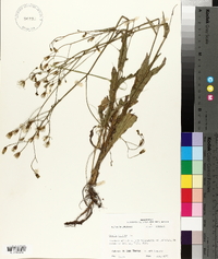 Crepis pulchra image