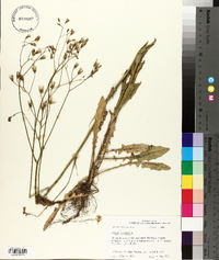 Crepis pulchra image