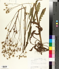 Crepis pulchra image