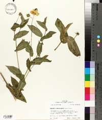 Rudbeckia amplexicaulis image