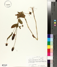 Rudbeckia amplexicaulis image