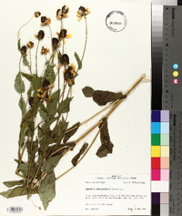 Rudbeckia amplexicaulis image