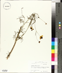 Coreopsis tinctoria image