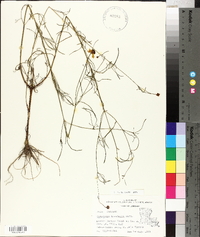 Coreopsis tinctoria image