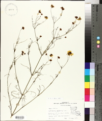 Coreopsis tinctoria image