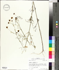 Coreopsis tinctoria image