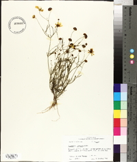 Coreopsis tinctoria image