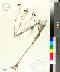 Coreopsis tinctoria image