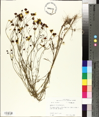 Coreopsis tinctoria image