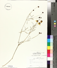 Coreopsis tinctoria image