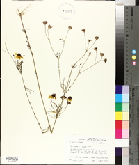 Coreopsis tinctoria image