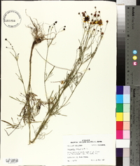 Coreopsis tinctoria image