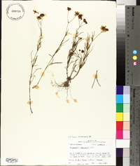 Coreopsis tinctoria image