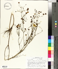 Coreopsis tinctoria image