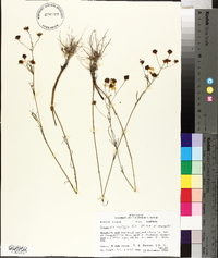 Coreopsis tinctoria image